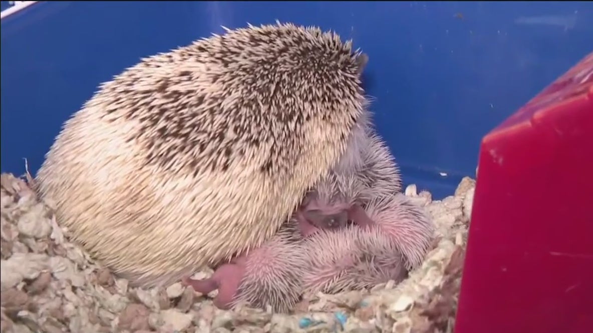 Baby hedgehogs at Humane Society